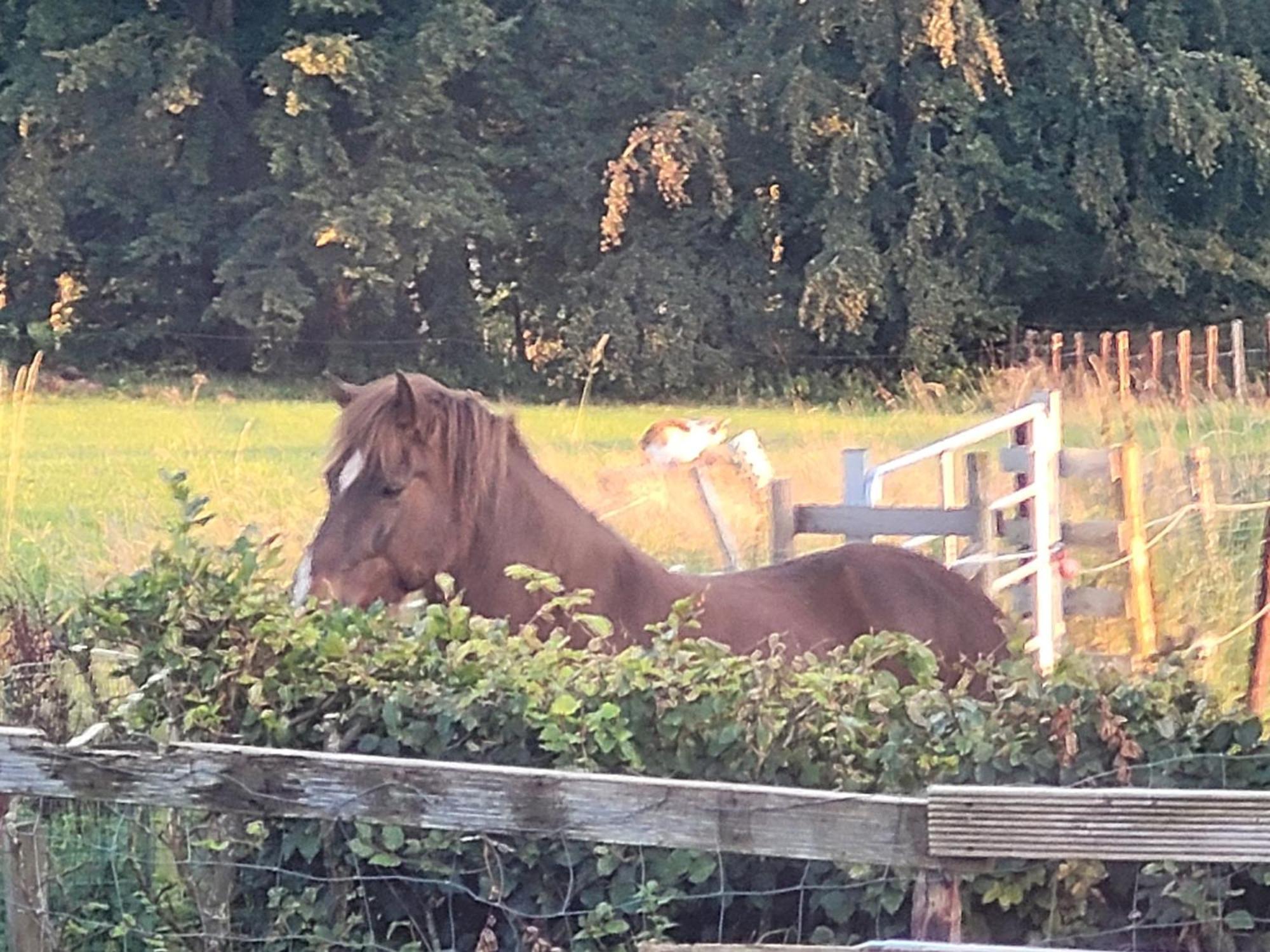 Im Schwedenhaus Unsere Kleine Farm * Monschau